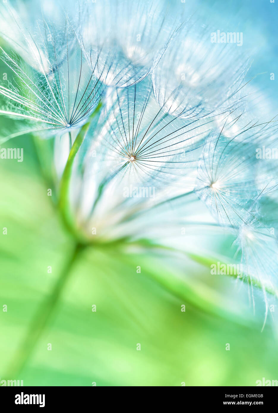 Bellissimo sfondo di tarassaco, abstract sfondo floreale, cute fluffy fiore, natura particolare e sognanti sfondo, stagione primavera Foto Stock