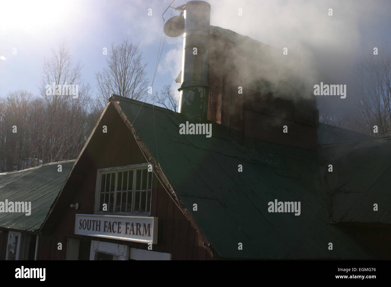 Il fronte sud sugarhouse Farm ha il vapore passando da una bocca di sfiato durante una ebollizione di SAP. Foto Stock