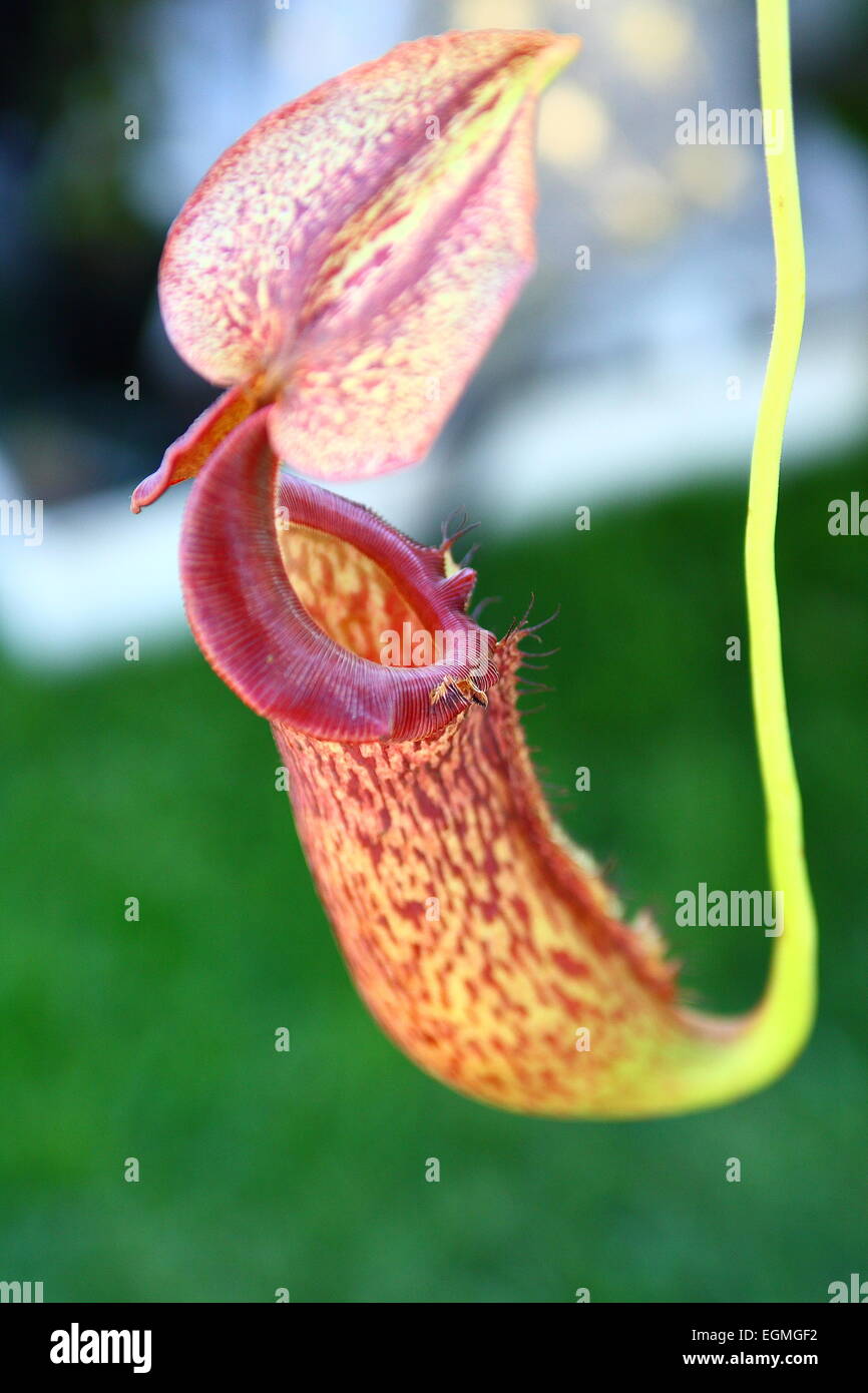 Immagine ravvicinata di pianta brocca o noto come Nepenthes Foto Stock