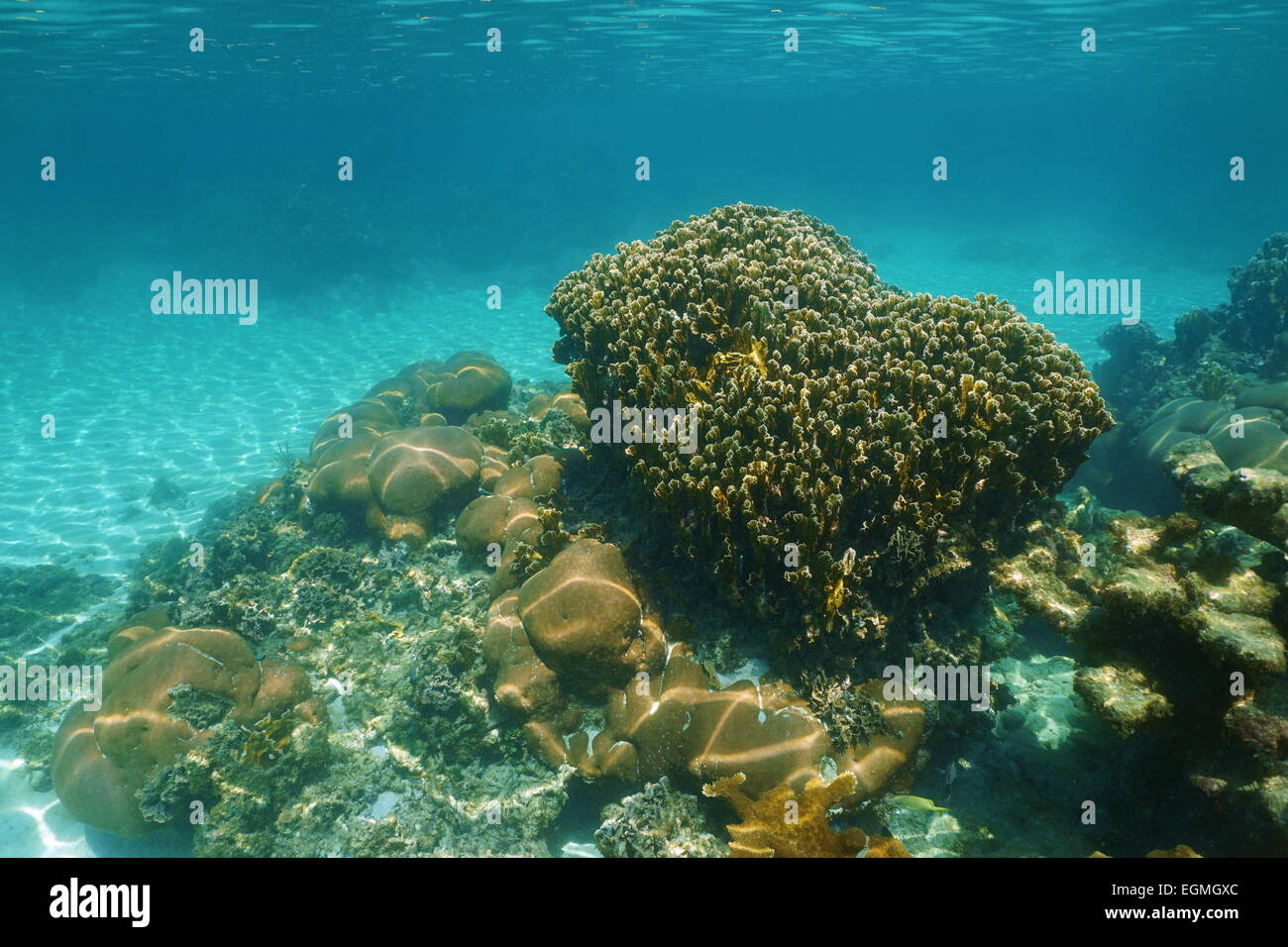 Paesaggio subacqueo di stony Coral Reef nel Mar dei Caraibi Foto Stock