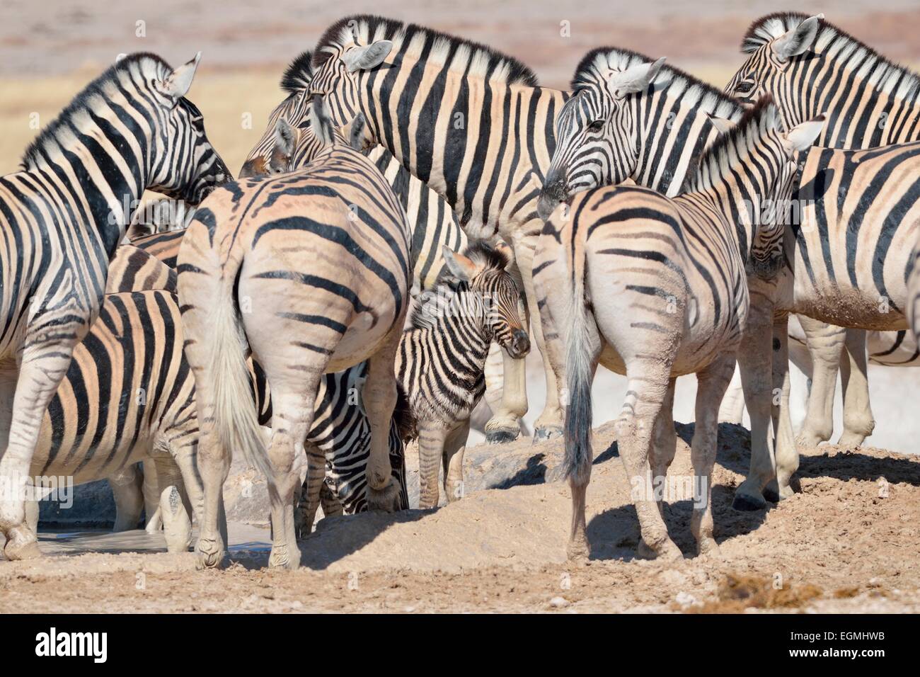 La Burchell zebra (Equus burchelli), giovane puledro, nel bel mezzo di una mandria, a Waterhole, il Parco Nazionale di Etosha, Namibia, Africa Foto Stock