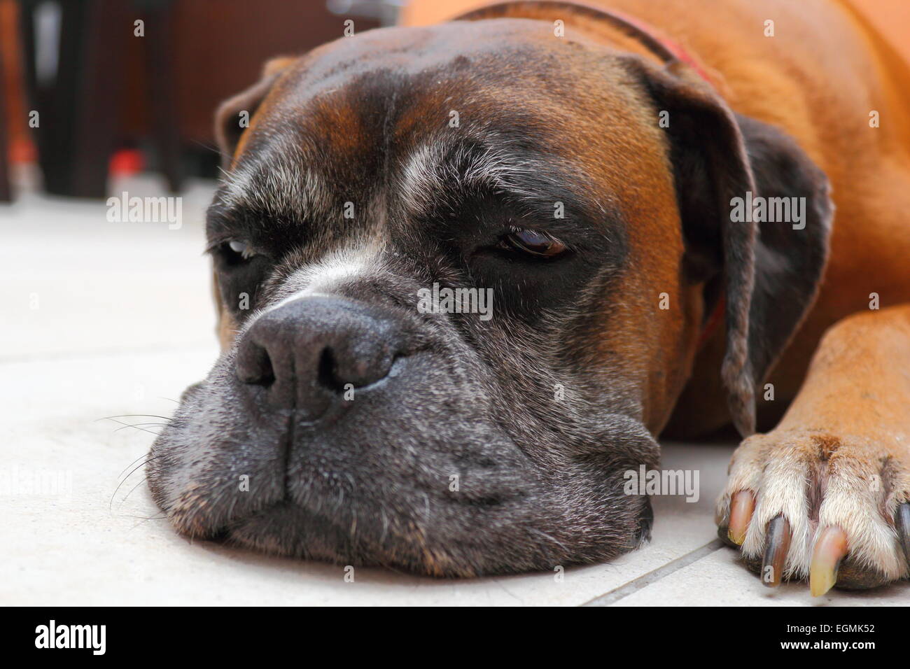Assonnato razza boxer lolled sul pavimento Foto Stock