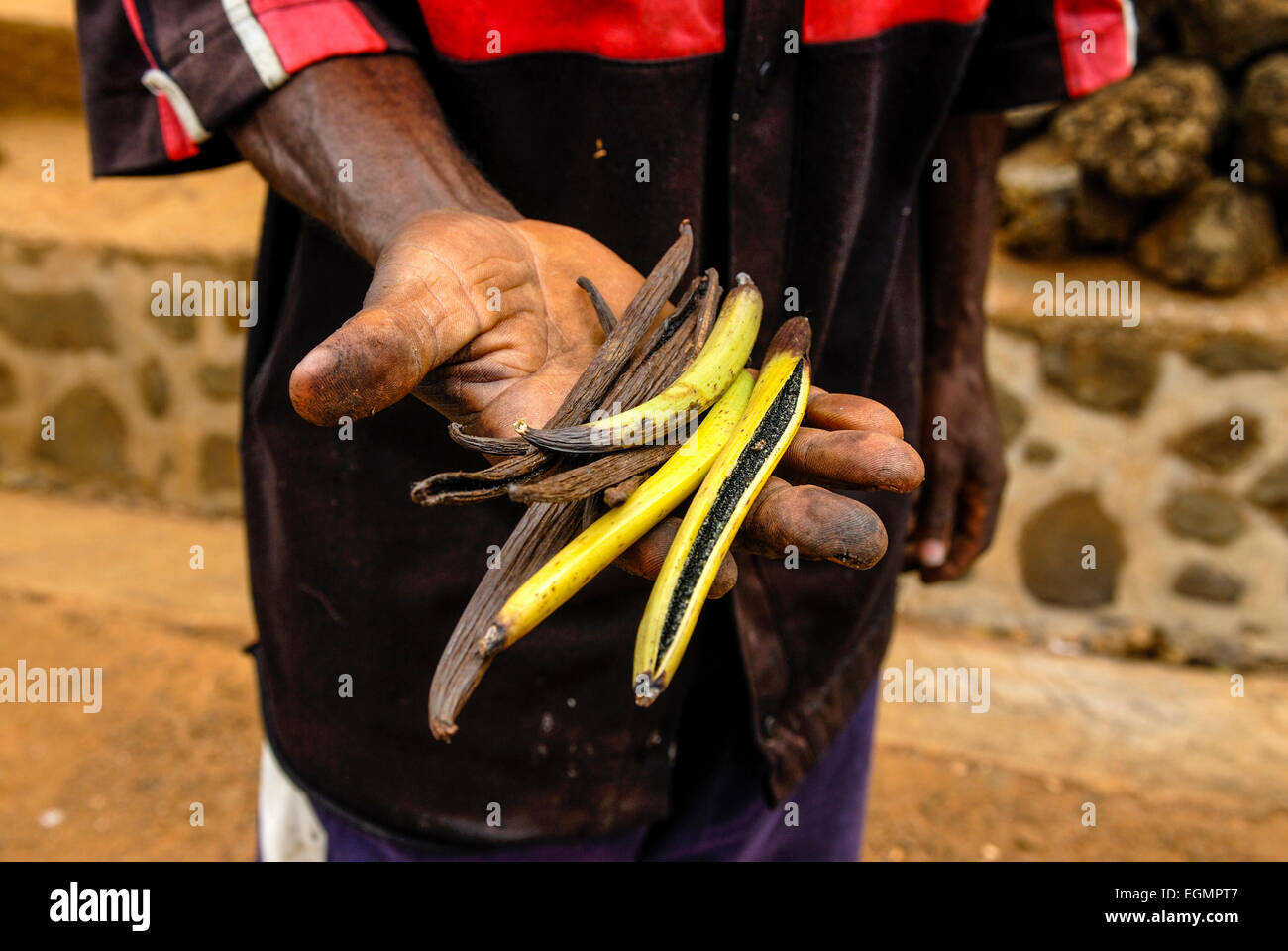 Mano holdung baccelli di vaniglia (Vanilla planifolia), Moheli, Comore Foto Stock