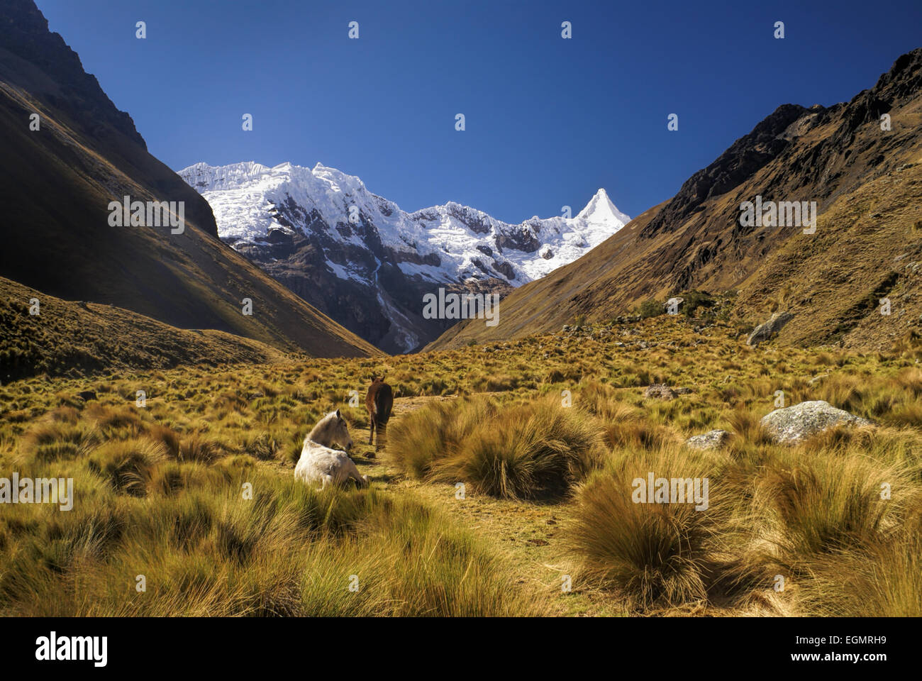 Cavalli al pascolo nella valle tra alti picchi di montagna nelle Ande peruviane Foto Stock