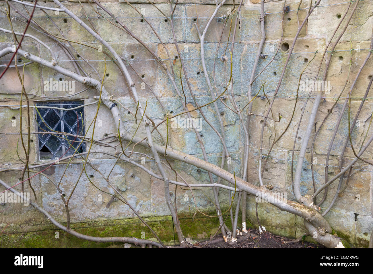 Addestrato arbusto o albero attaccato ad un antico muro di pietra arenaria con una piccola finestra di piombo. Foto Stock
