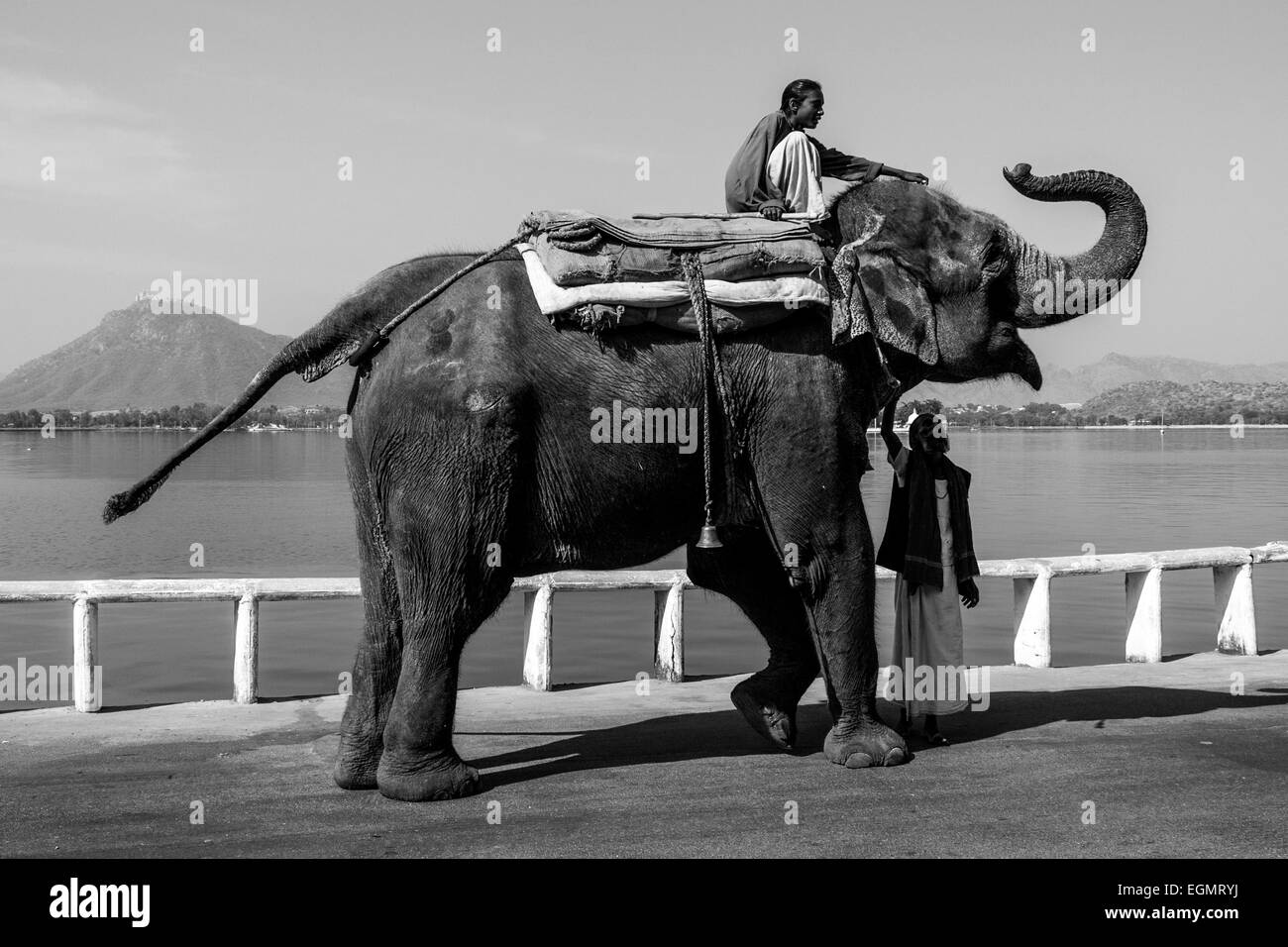 Gli uomini con elefante, Fateh Sagar Lake, Udaipur, Rajasthan, India Foto Stock