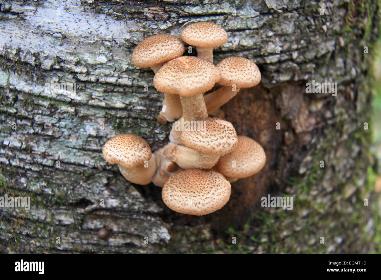 I giovani i funghi commestibili - Armillariella Mellea. Foto Stock