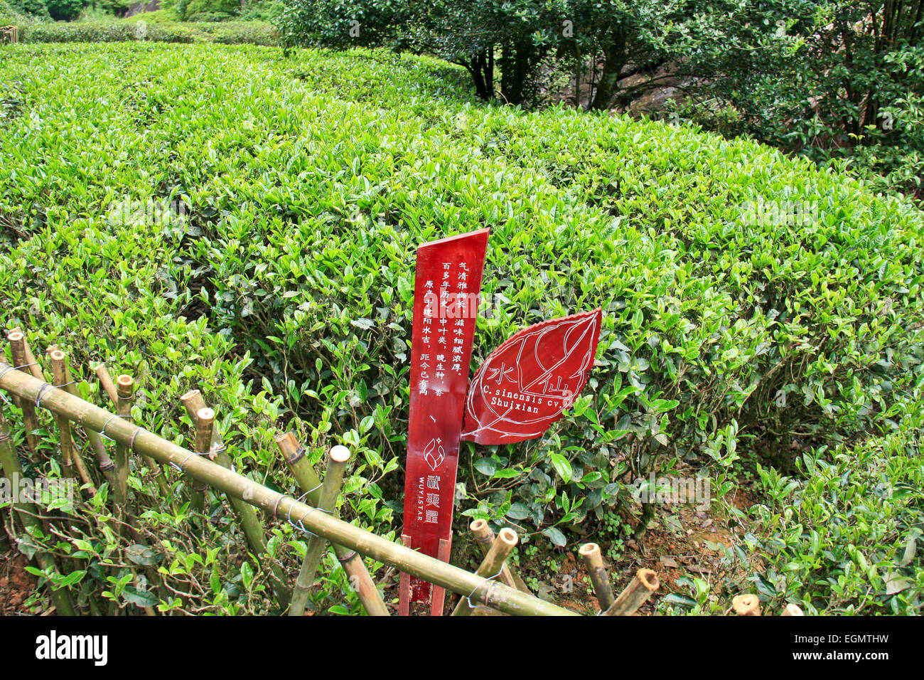 Hong Pao tea - il più costoso il tè nel mondo. Foto Stock