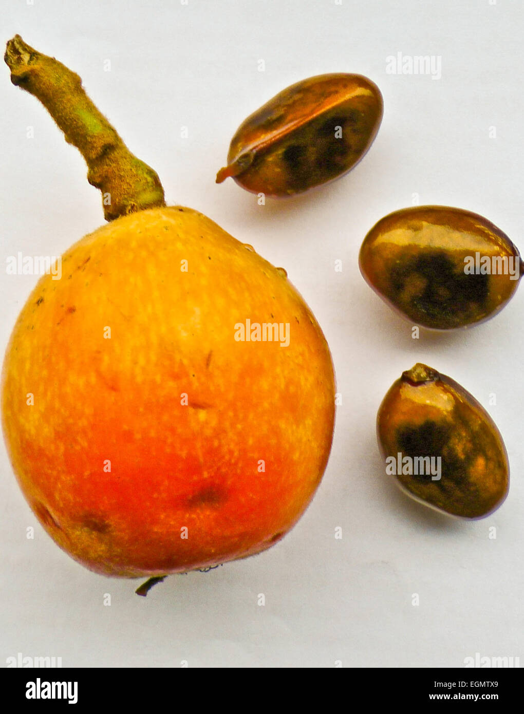 Piatto gustoso e saporito il giapponese nespola. Foto Stock