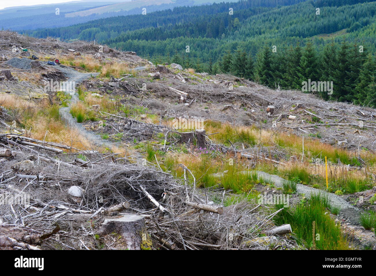 Nuova costruzione mountain bike trail su un chiaro recentemente abbattute sito in Kielder, Northumberland. Foto Stock