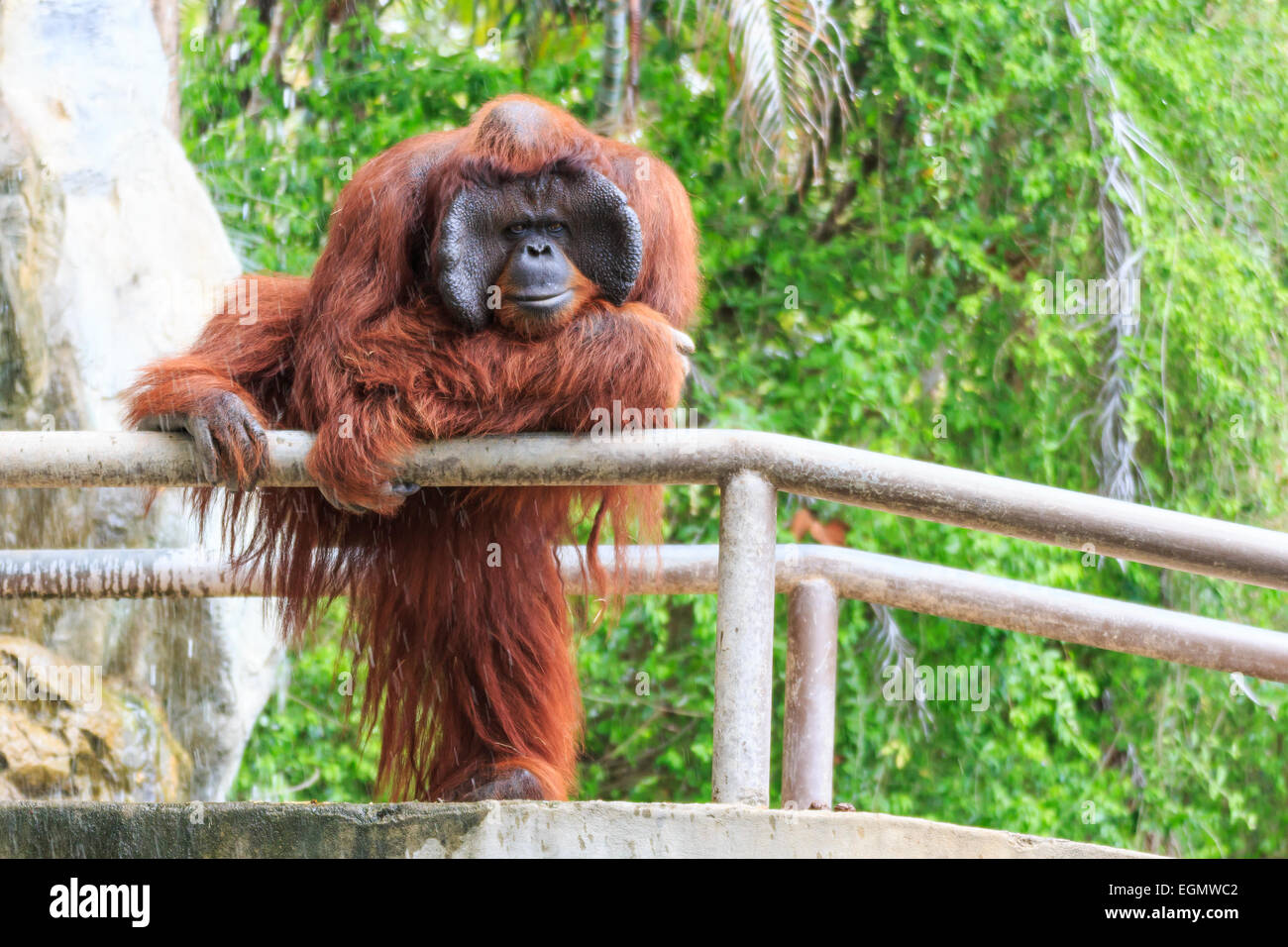 Bornean orangutan(Pongo pygmaeus) in Thailandia ( trovata a Borneo isola , nell isola di Sumatra in Indonesia ) Foto Stock