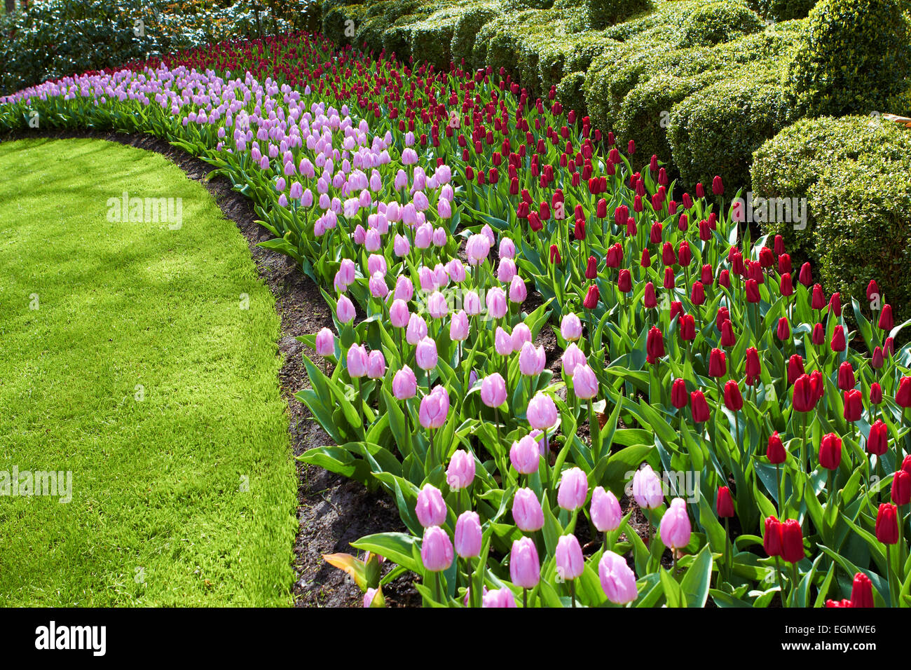 Parco naturale delle forme d'onda del rosso e del rosa tulipani Giardini Keukenhof Foto Stock