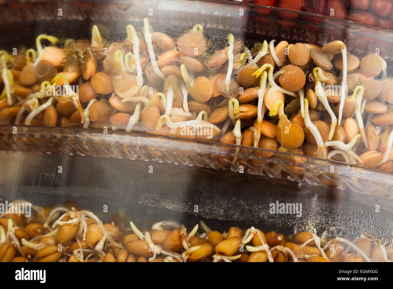 I germogli di lenticchie nel vassoio di germinazione Foto Stock