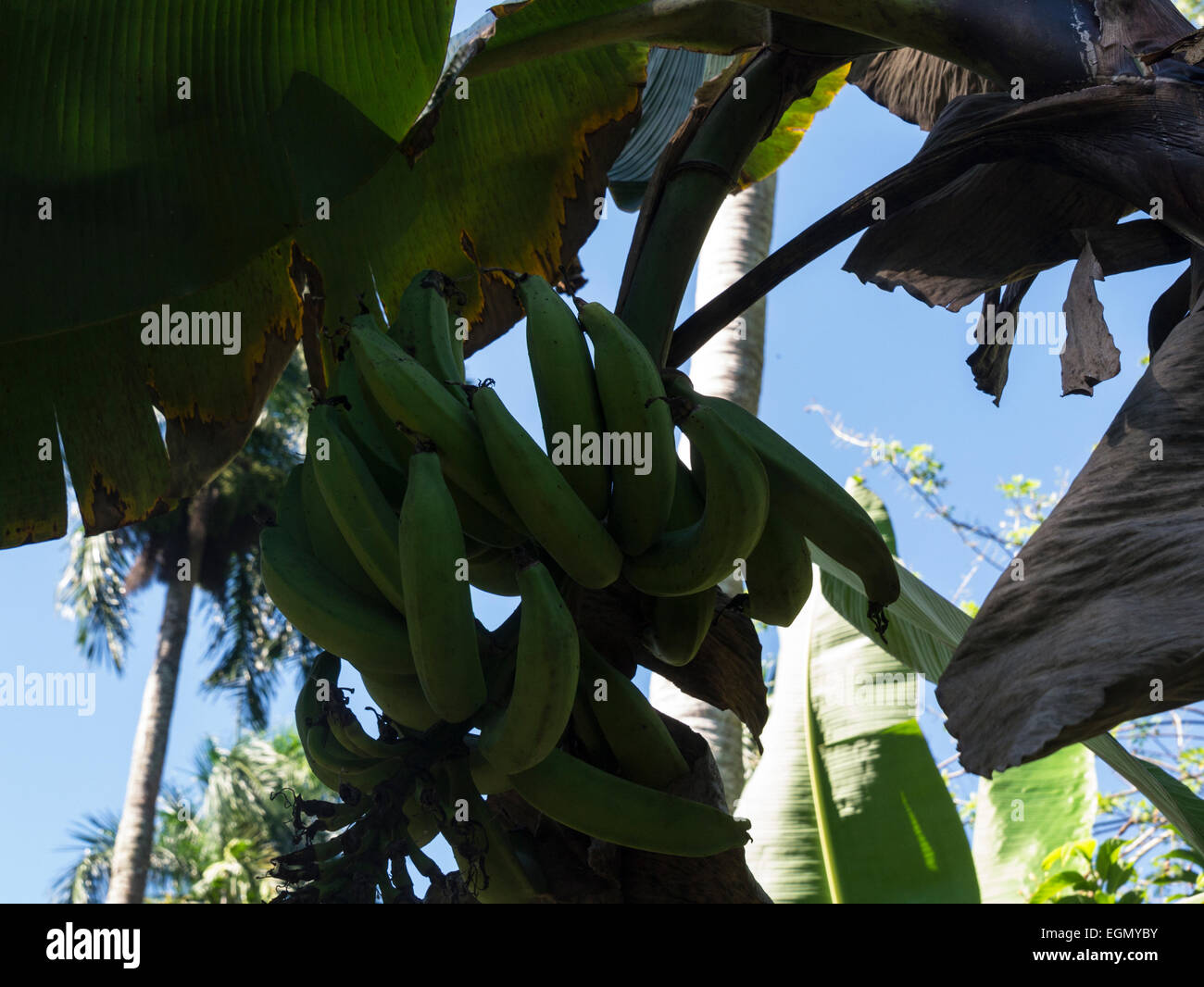 Piantaggine crop genere Musa frutti commestibili generalmente utilizzati per la cottura di Repubblica Dominicana cresciuto nel villaggio nativo farm Foto Stock