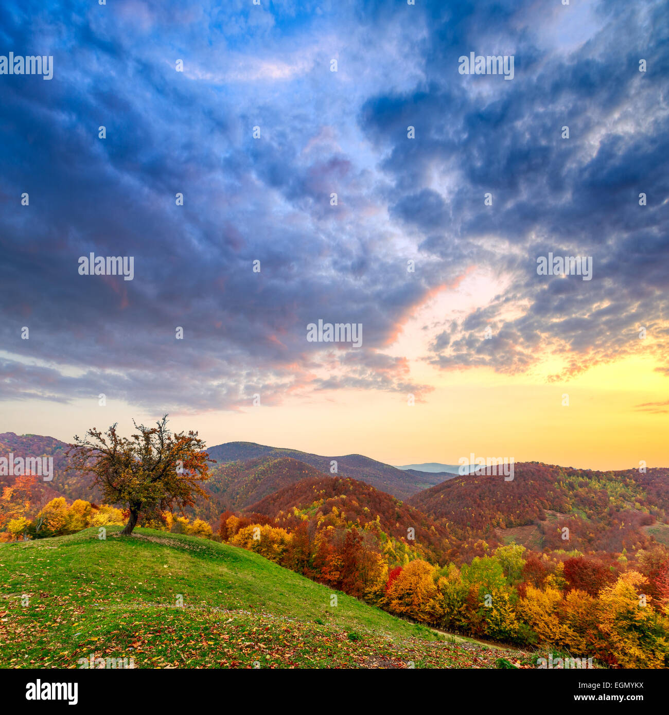 Lonely autumn tree paesaggio di montagna, dei Carpazi della Romania Foto Stock