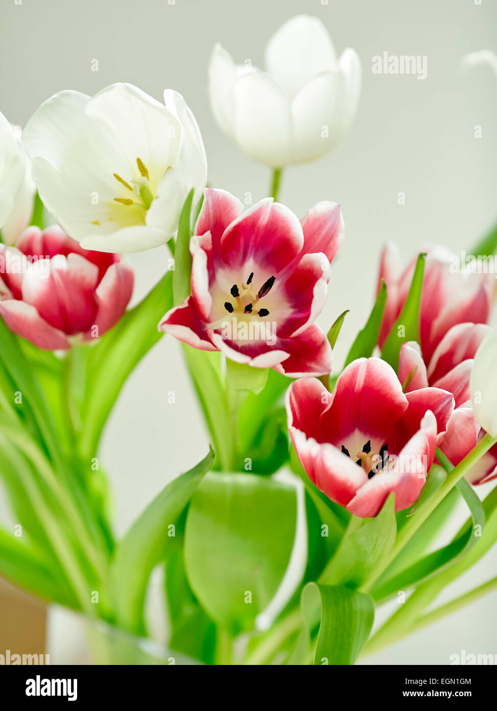 I tulipani Foto Stock