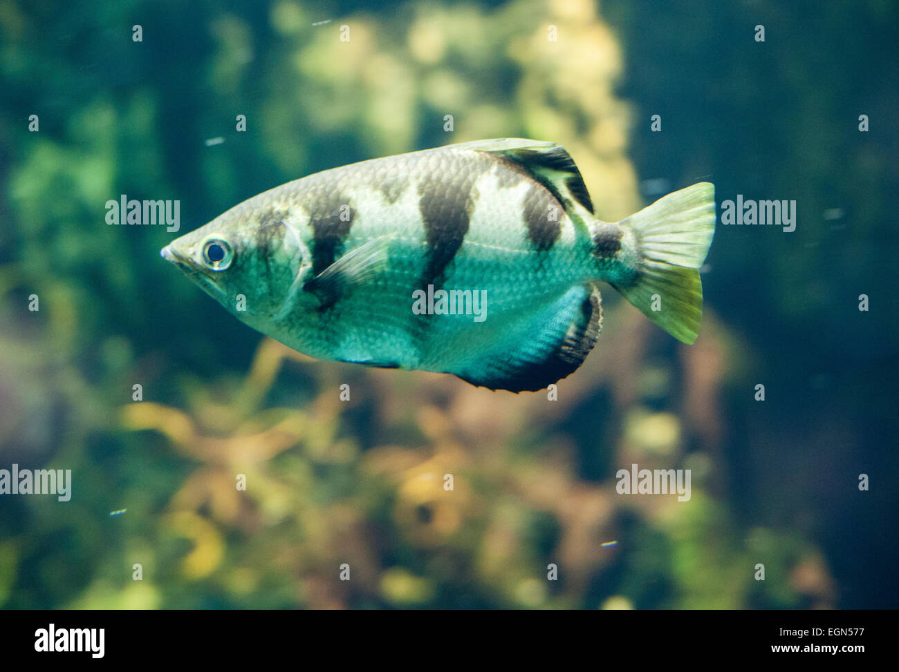 Rana pescatrice in nuoto subacqueo moto Foto Stock