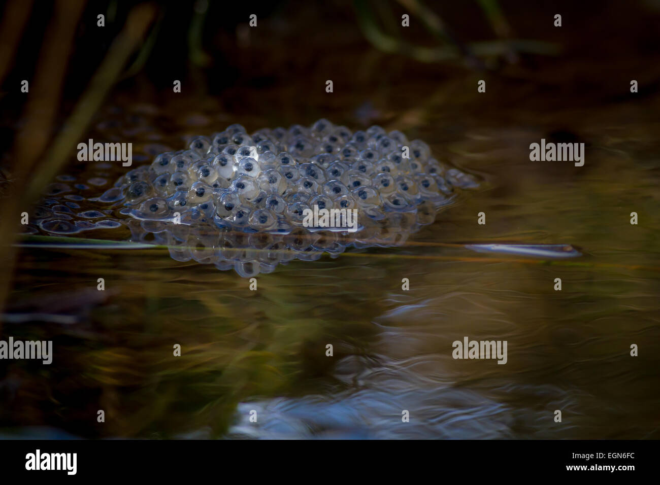 Frog spawn in bella luce Foto Stock
