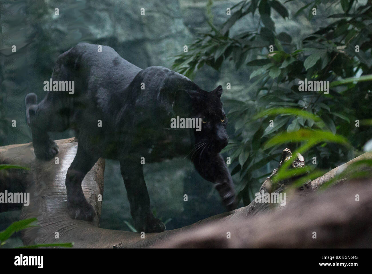 Un maschio di panther serpenti il suo modo lungo un tronco di albero verso qualcosa in distanza Foto Stock