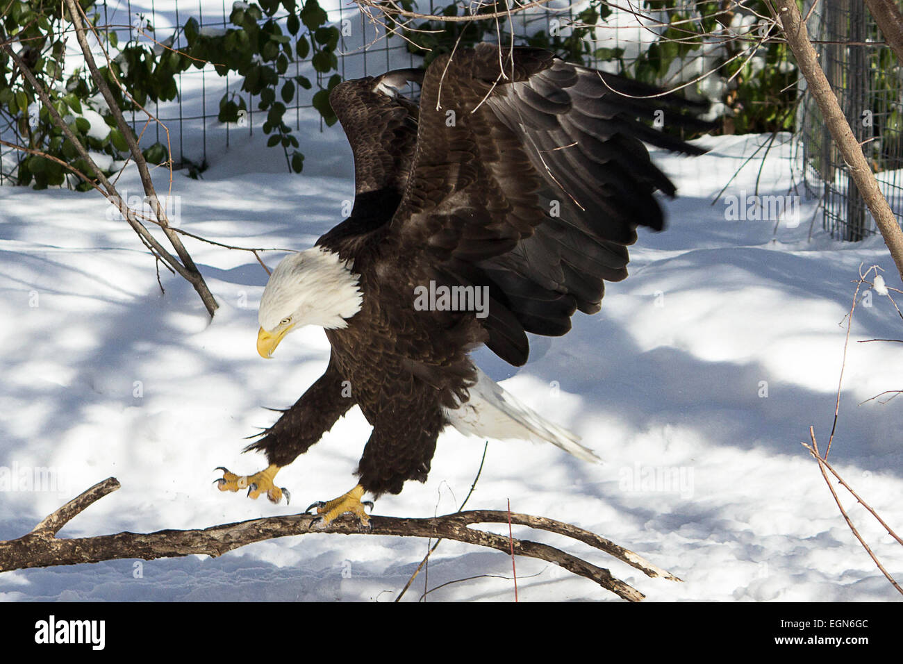 La Eagle ha atterrato- Un Americano aquila calva tenta un perfetto atterraggio su una stretta ramo di albero Foto Stock