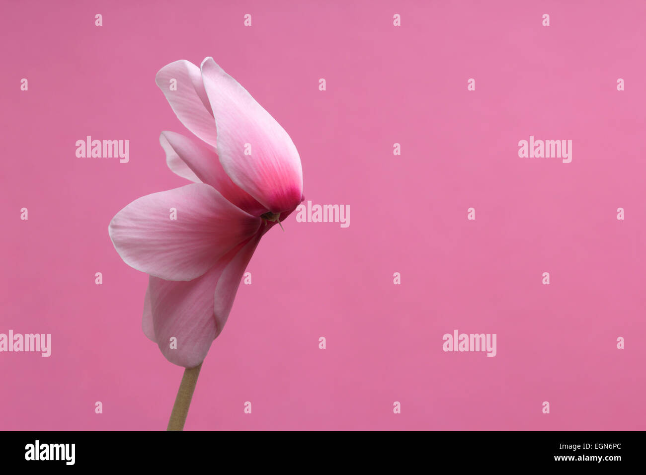 Fiori di colore rosa e ciclamino con sfondo rosa Foto Stock