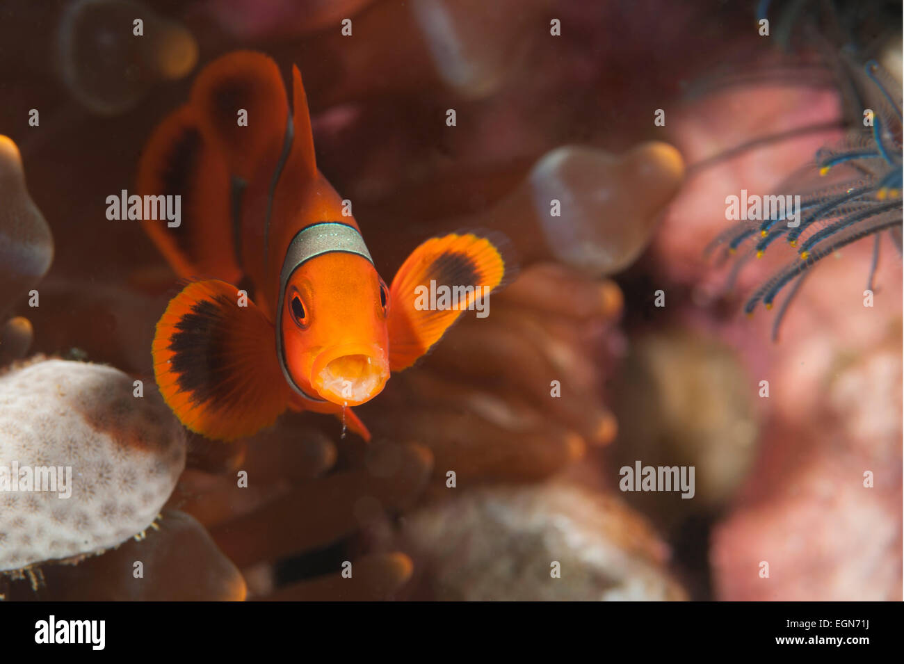 Un dorso-guancia Anemonefish con una bocca aperta su una scogliera nelle isole Salomone. Foto Stock