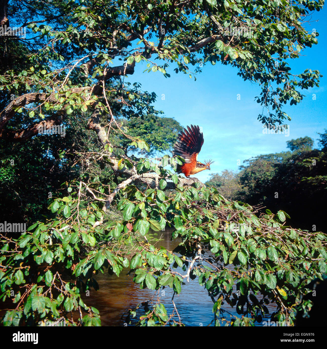 Hoatzin (Opisthocomus hoazin) vicino il nido sul ramo sopra l'acqua Foto Stock