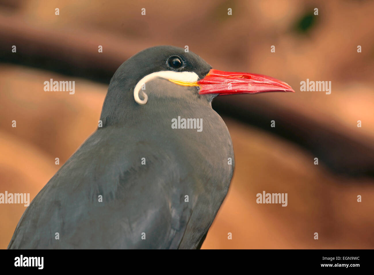 Inca Tern (Larosterna inca) close up Foto Stock