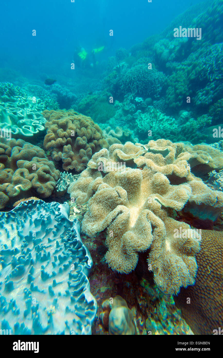 Il Sud Est Asiatico, Filippine, Visayas, Cebu, Apo Island scuba diving e vita marina Foto Stock