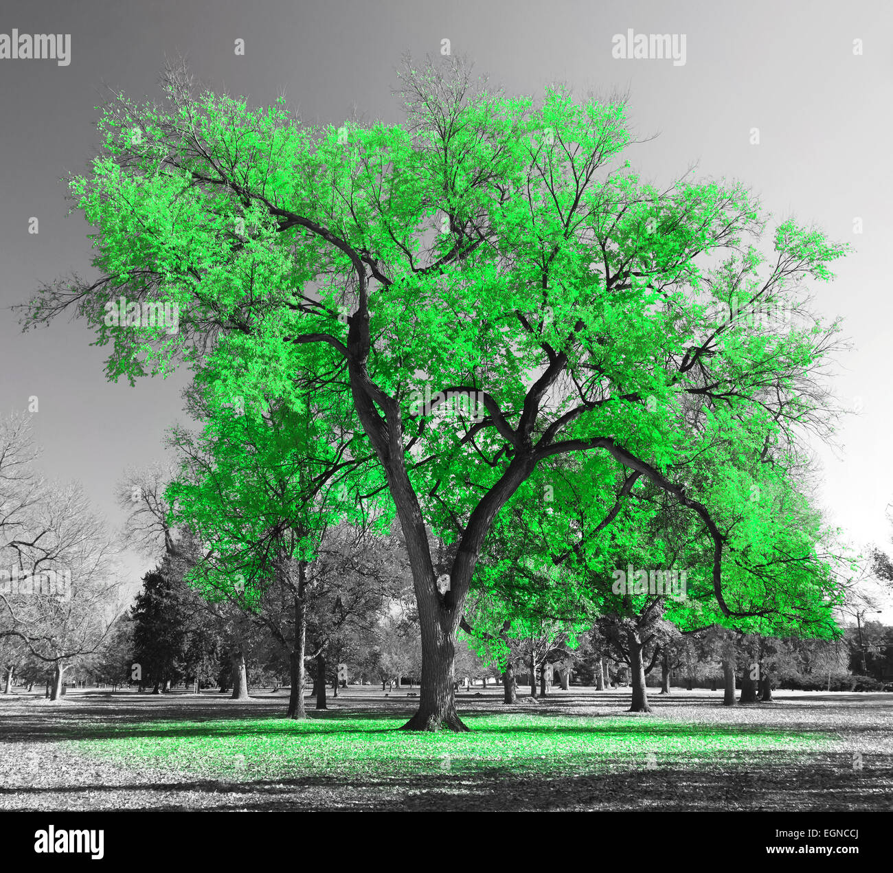 Grande albero verde in un bianco e nero paesaggio Foto Stock