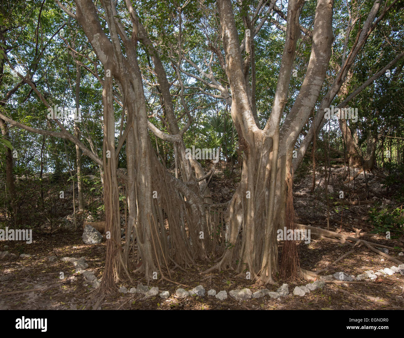 Radici avventizie appendere da una florida strangler fig. Foto Stock