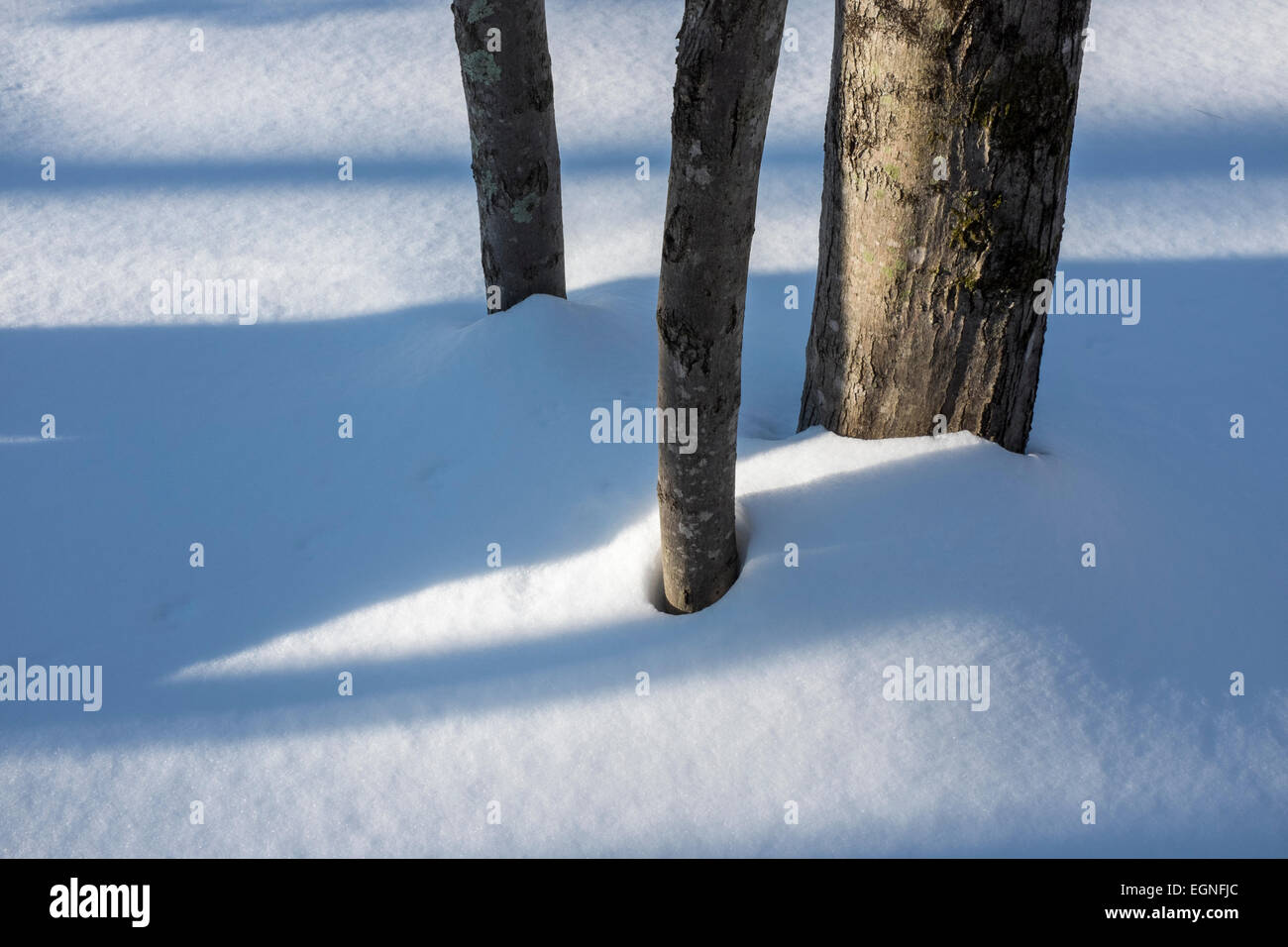 Tre alberi in neve Foto Stock