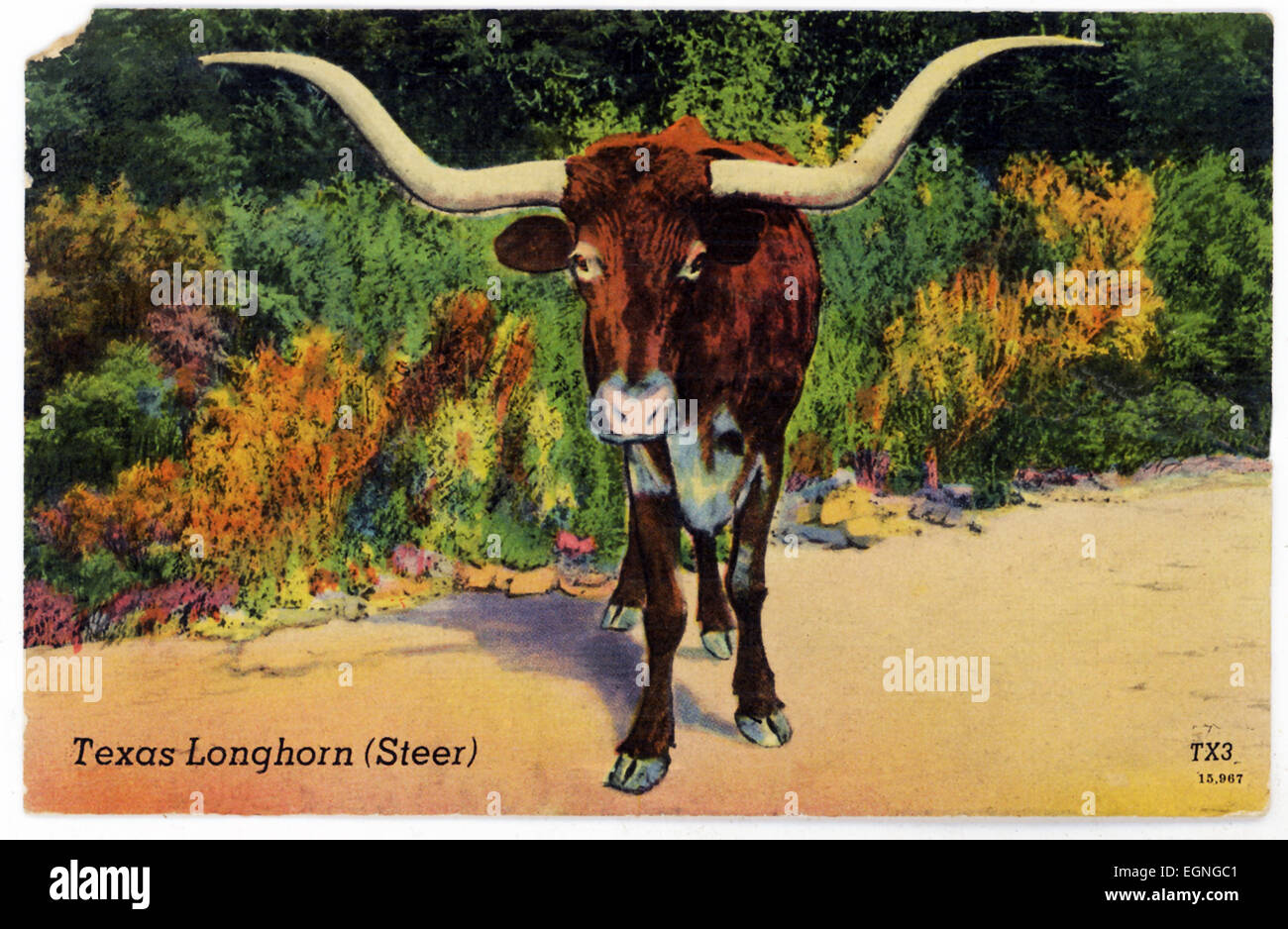 Questo 1930s cartolina mostra un Texas Longhorn-a sterzare. Questa razza è conosciuto soprattutto per le sue corna, che può essere tanto quanto di sette piedi da estremità a estremità. Foto Stock