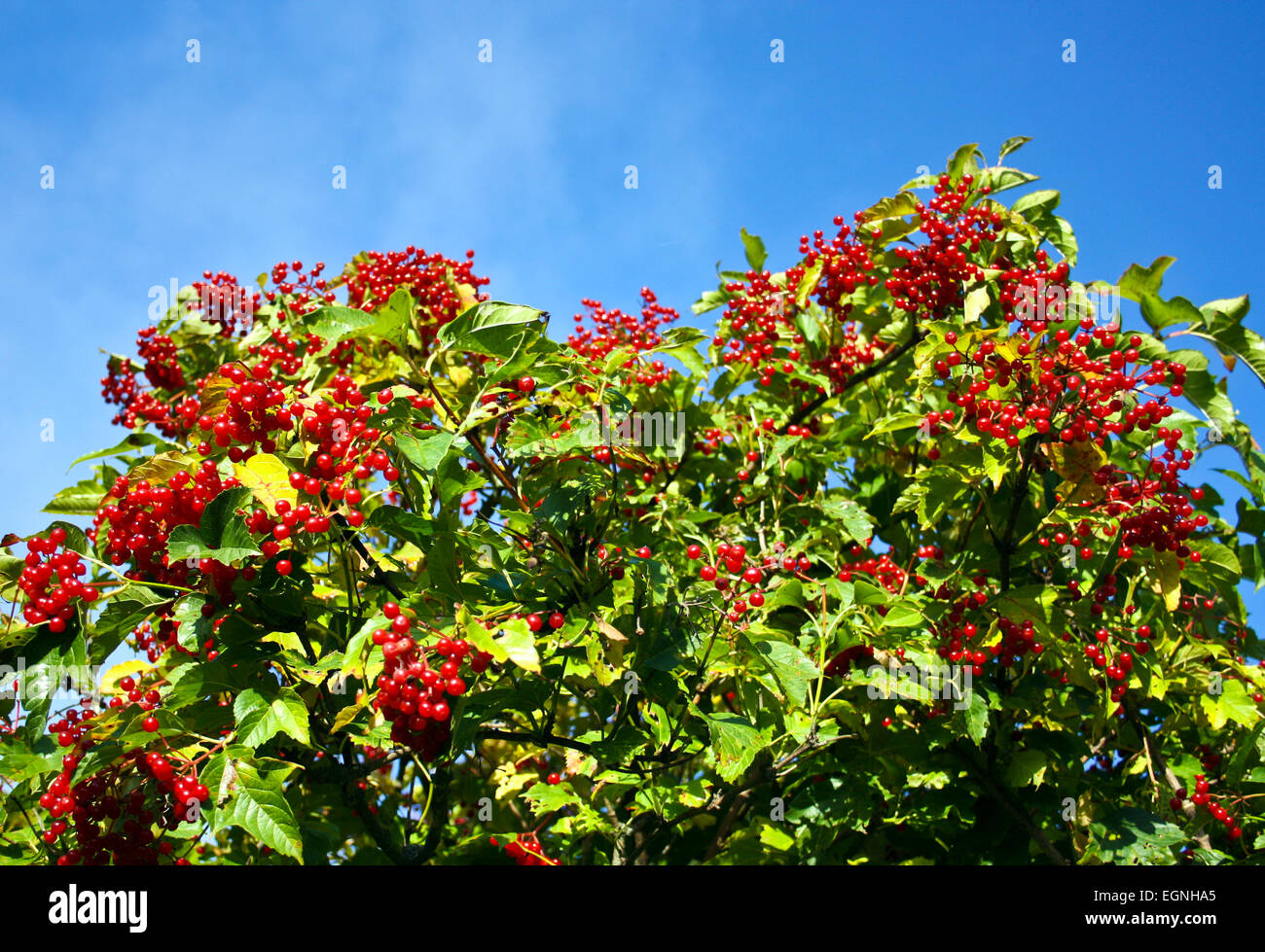Boccola di bacche mature di un viburno-rose Foto Stock