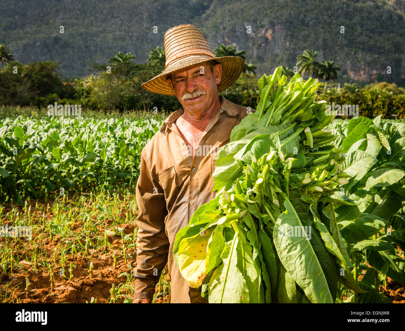 Il tabacco cubano lavoratore nel campo del tabacco in Vinales, Cuba Foto Stock