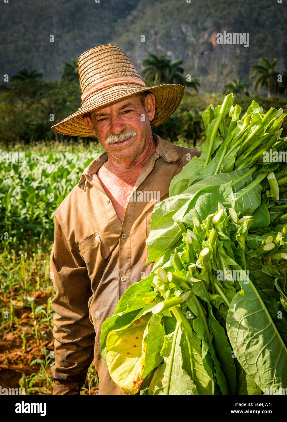 Il tabacco cubano lavoratore nel campo del tabacco in Vinales, Cuba Foto Stock