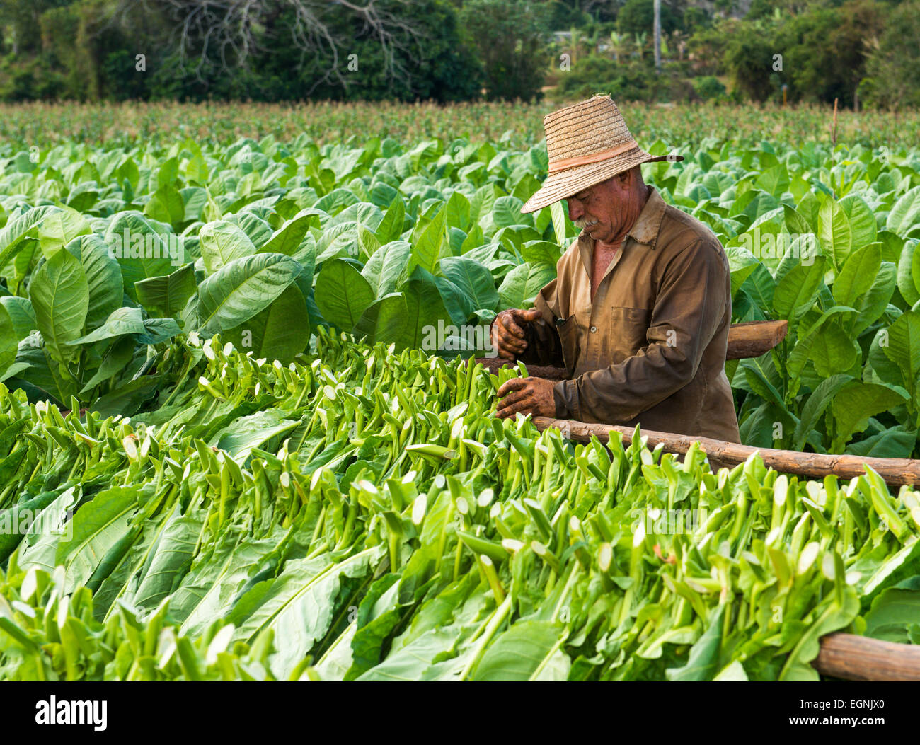 Il tabacco cubano lavoratore nel campo del tabacco in Vinales, Cuba Foto Stock
