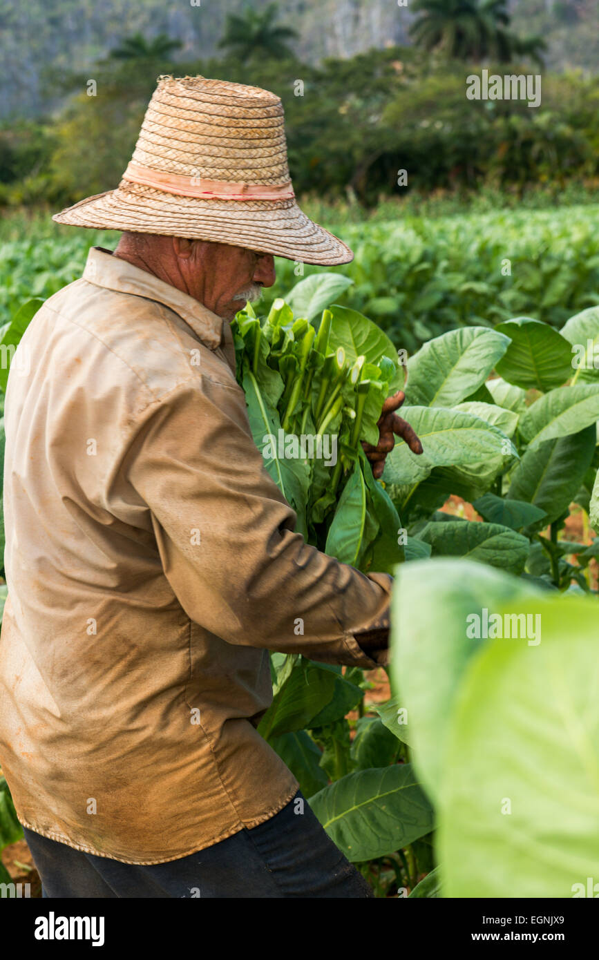 Il tabacco cubano lavoratore nel campo del tabacco in Vinales, Cuba Foto Stock