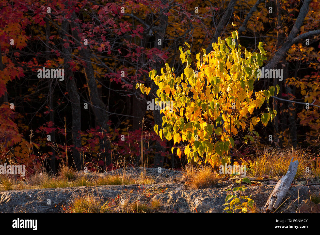 Un giovane Betula papyrifera (bianco betulla) visualizzazione ad albero è giallo Autunno colori . Killarney Provincial Park, Ontario, Canada. Foto Stock