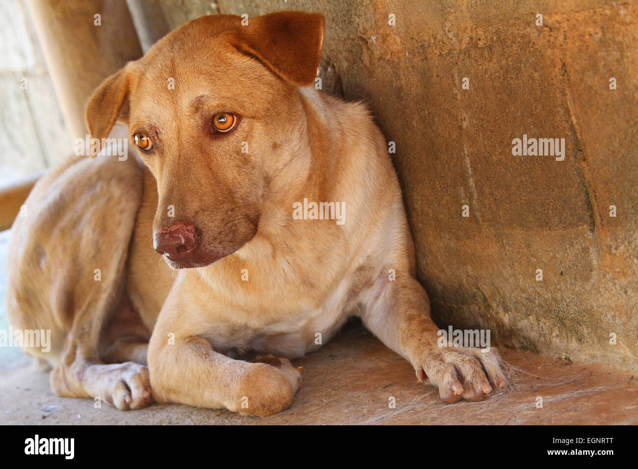 cane marrone triste Foto Stock
