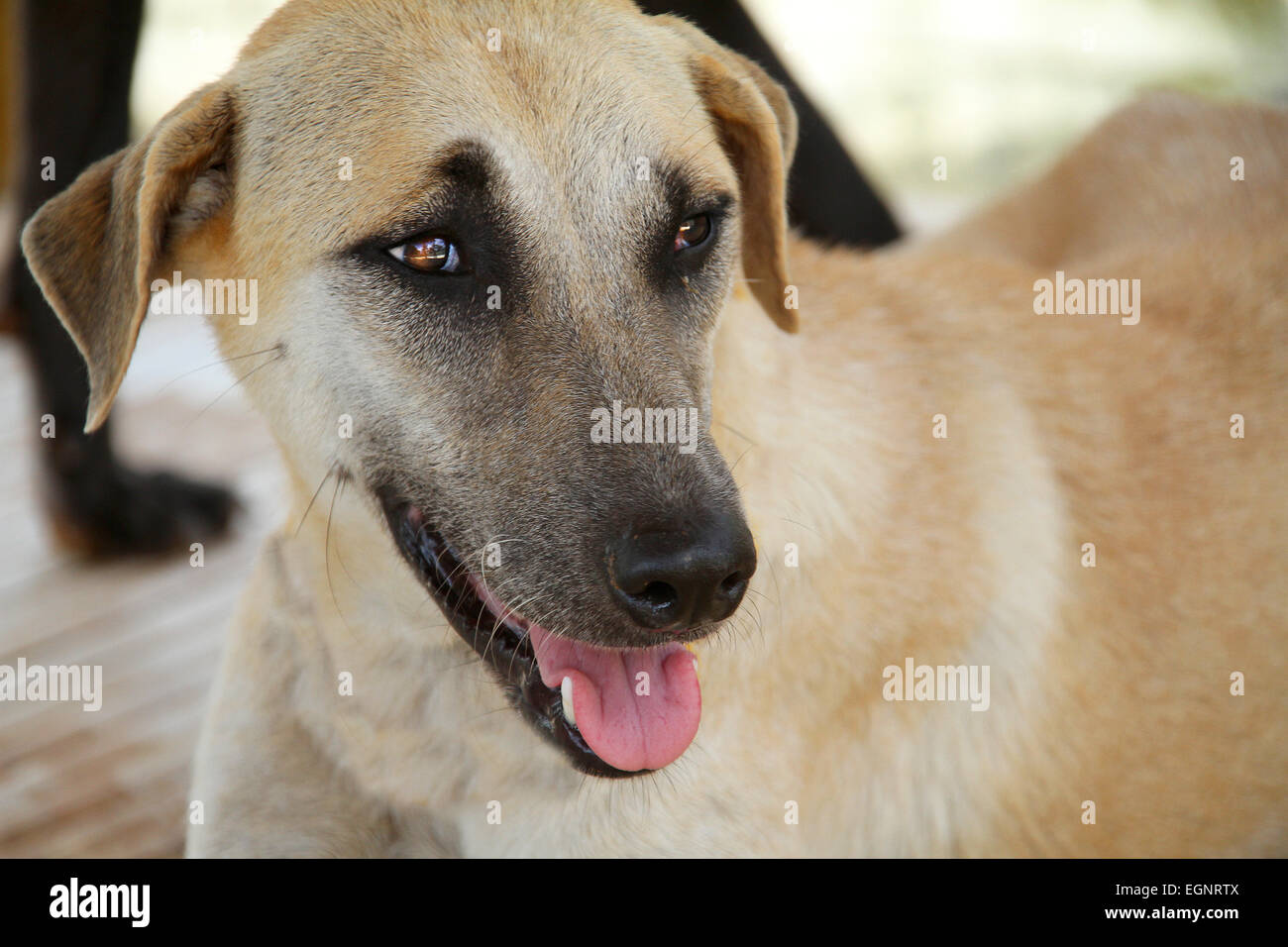 Cane marrone chiaro Foto Stock
