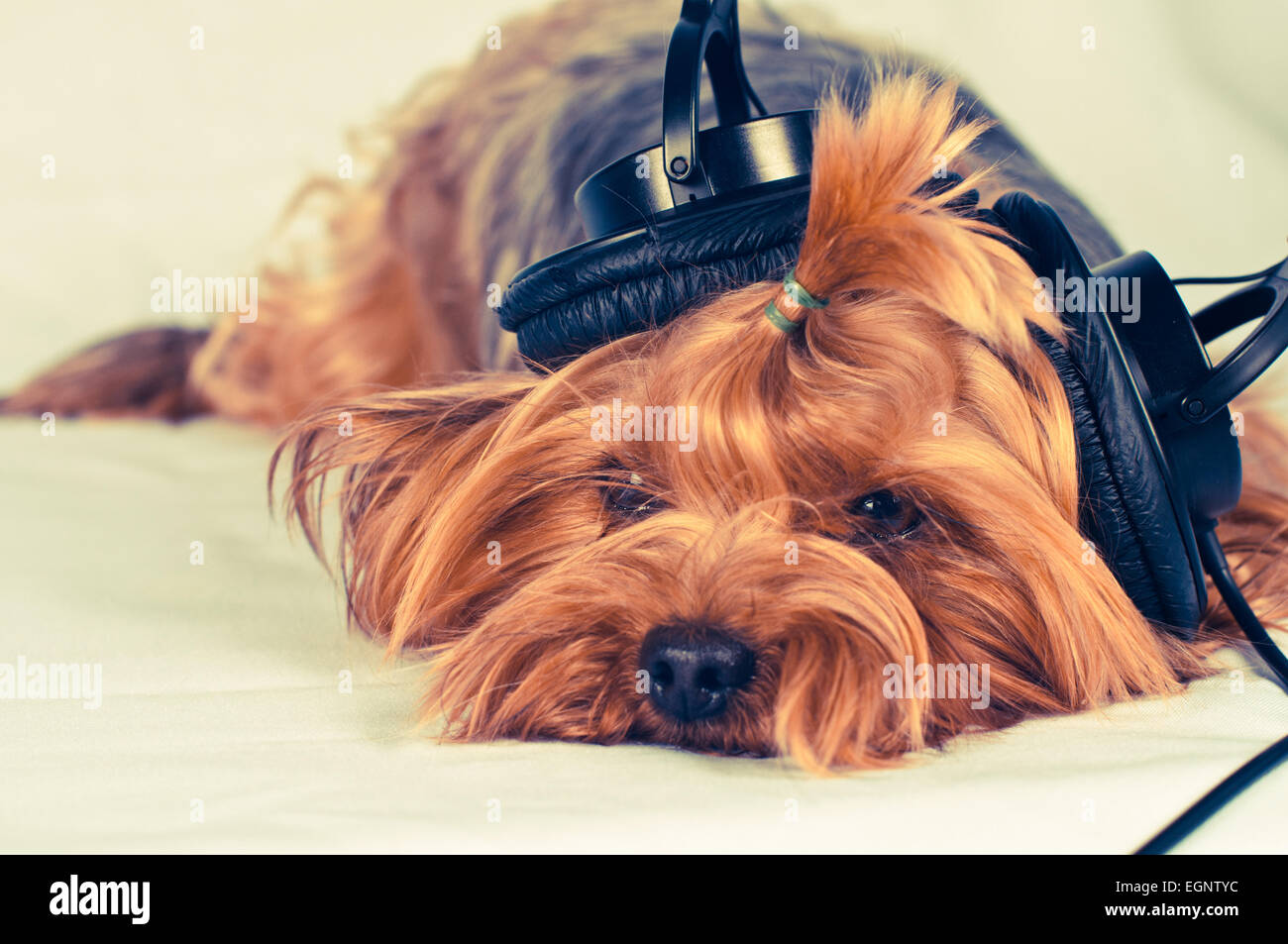 Cute cane giacciono e ascoltare la musica con grande nero le cuffie Foto Stock