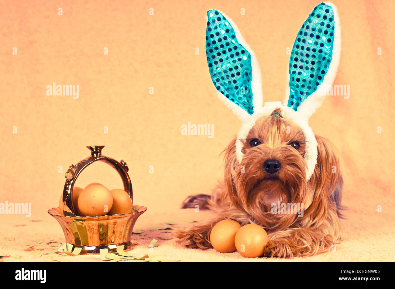 Cute cane come coniglietto di pasqua giacente ritratto con le uova nel paniere dorata guardando la fotocamera. Retro di un effetto fotografico. Foto Stock