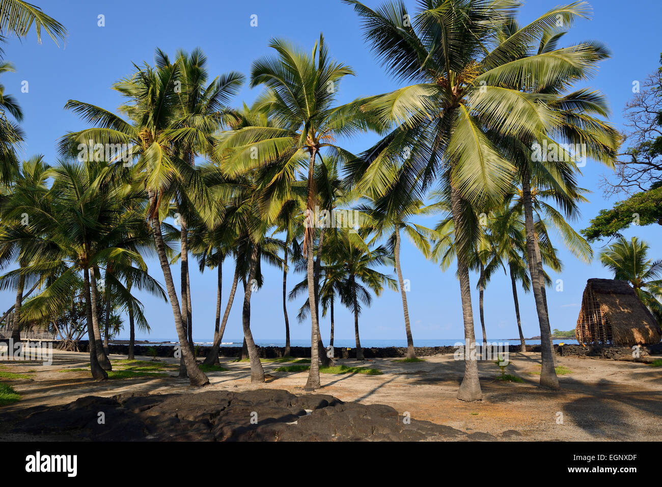 Palme - Pu'uhonua O Honaunau National Historical Park, Big Island, Hawaii, STATI UNITI D'AMERICA Foto Stock