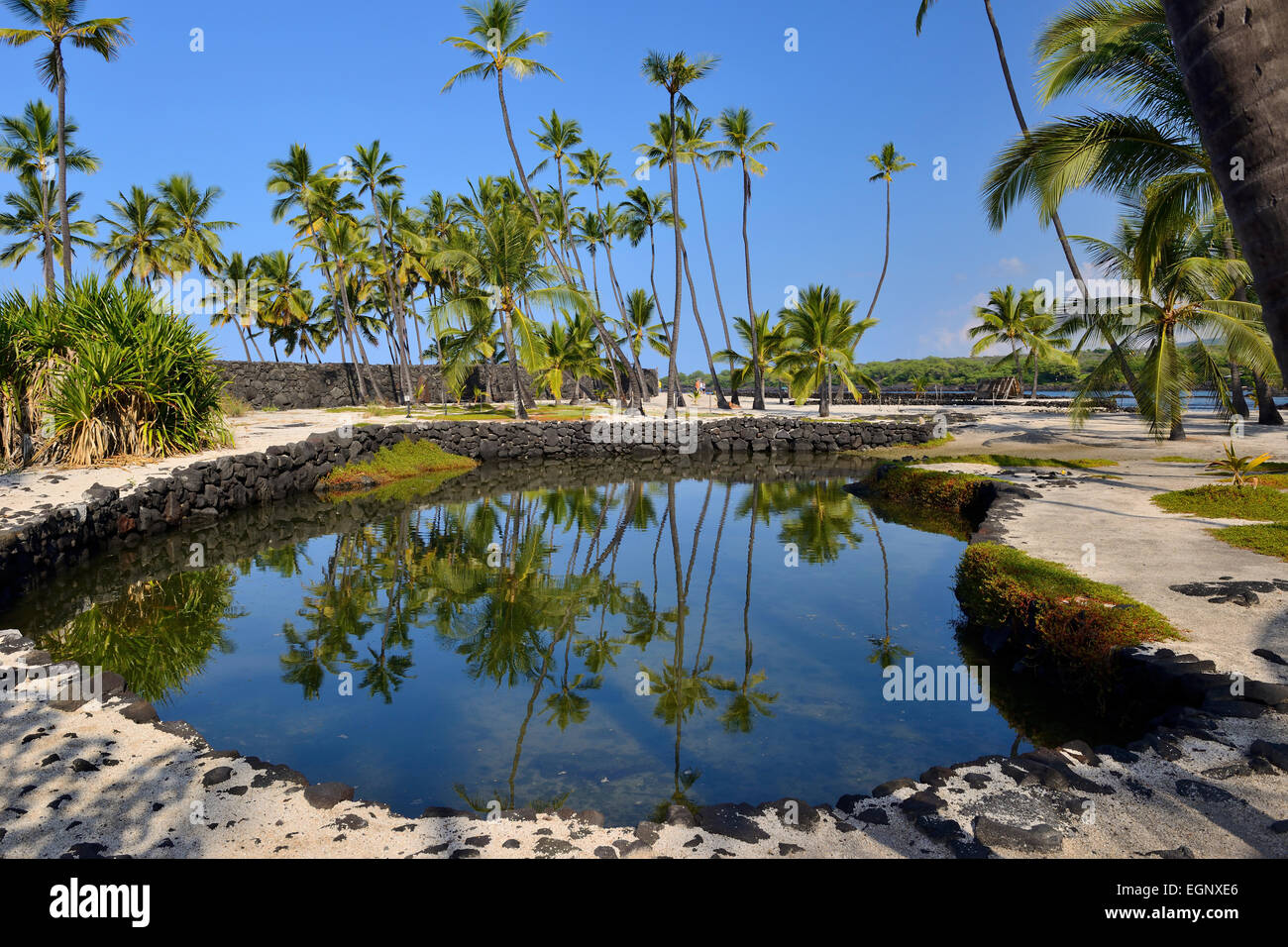 Heleipalala (pesce stagno) - Pu'uhonua O Honaunau National Historical Park, Big Island, Hawaii, STATI UNITI D'AMERICA Foto Stock