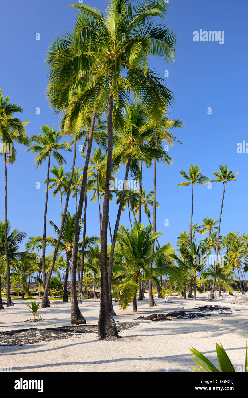 Palme - Pu'uhonua O Honaunau National Historical Park, Big Island, Hawaii, STATI UNITI D'AMERICA Foto Stock