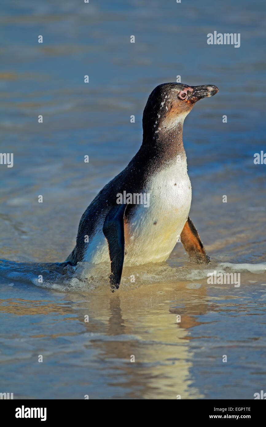 Un giovane africano penguin (Spheniscus demersus) in acque poco profonde, Western Cape, Sud Africa Foto Stock