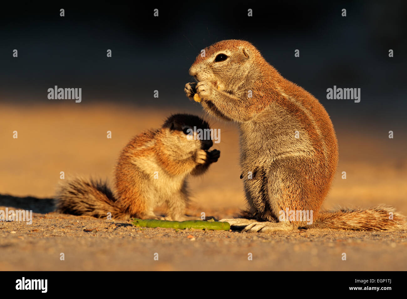 Massa alimentazione scoiattoli (Xerus inaurus) nel tardo pomeriggio di luce, deserto Kalahari, Sud Africa Foto Stock