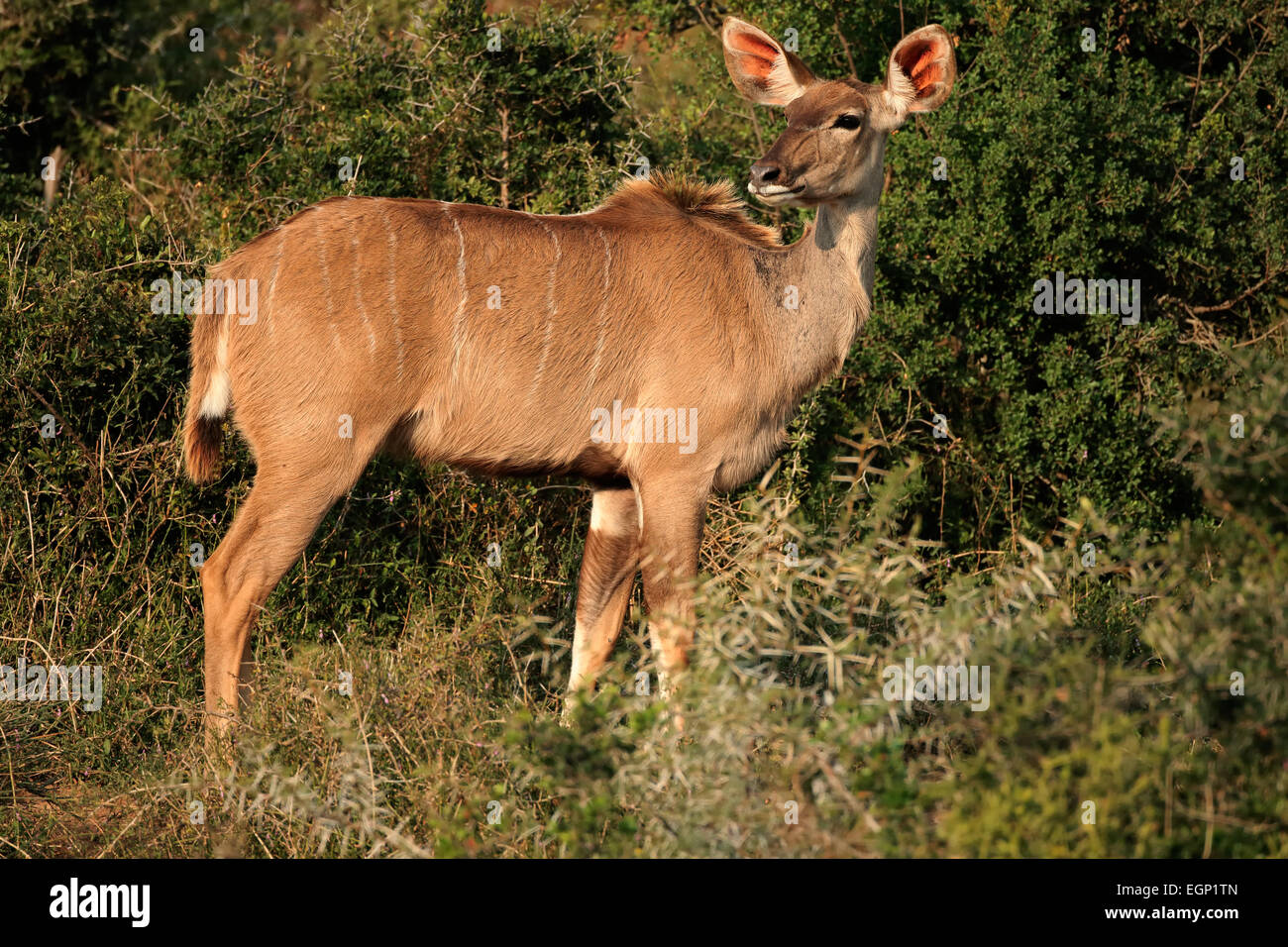 Kudu femmina antilope (Tragelaphus strepsiceros) in habitat naturale, Sud Africa Foto Stock