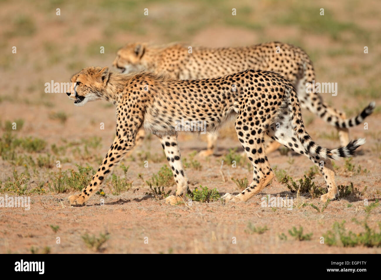 Due stalking ghepardi (Acinonyx jubatus), Deserto Kalahari, Sud Africa Foto Stock